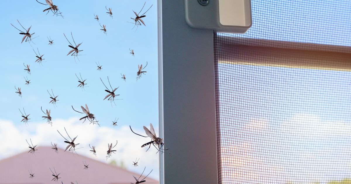 mosquitoes by screen door